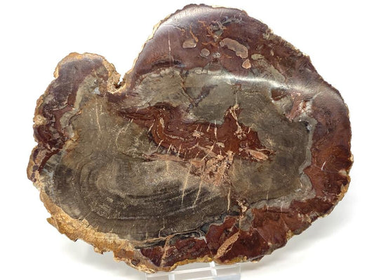 Fossilised Wood Slice 13.2cm