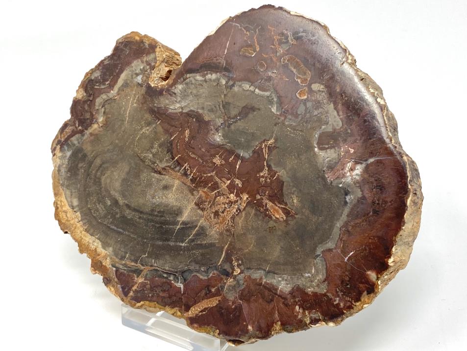 Fossilised Wood Slice 13.2cm