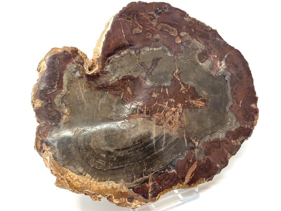 Fossilised Wood Slice 13.2cm