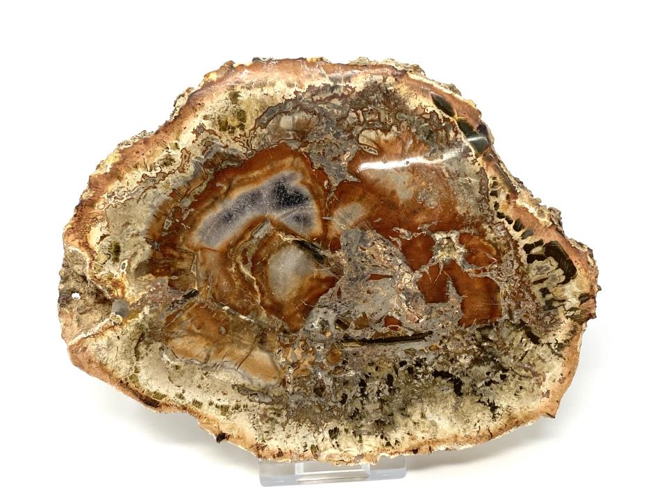 Fossilised Wood Slice 15.1cm