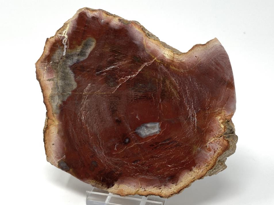 Fossil Wood Slice 11.5cm