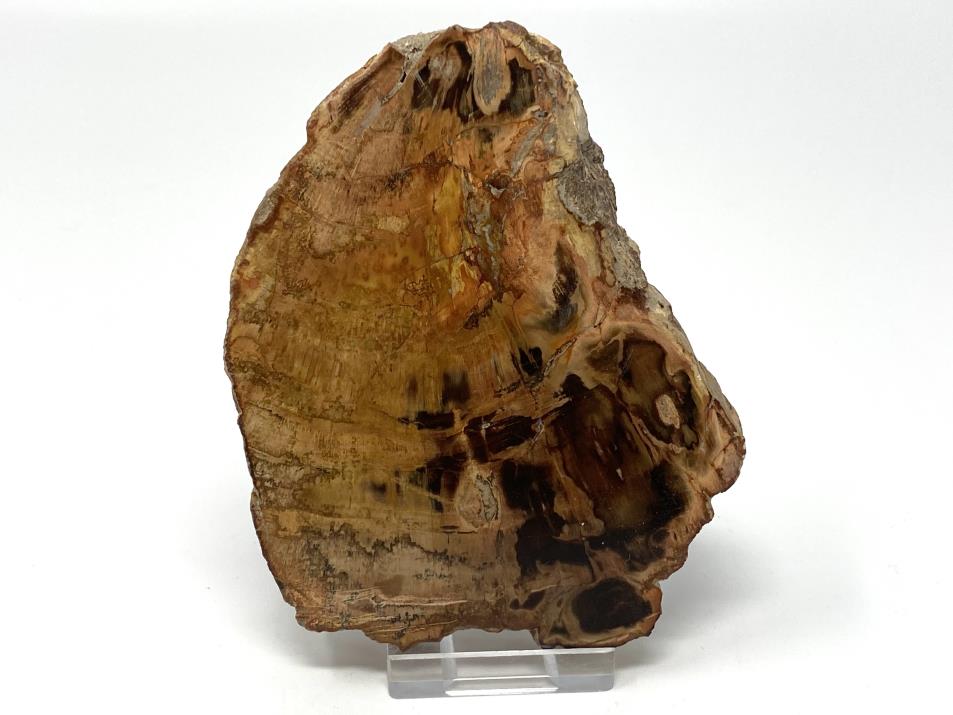 Fossilised Wood Slice 11.5cm