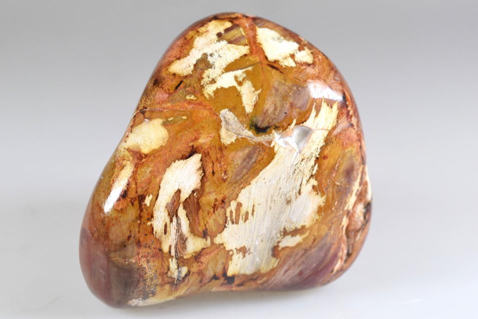 Fossil Wood Pebble Large 7.1cm