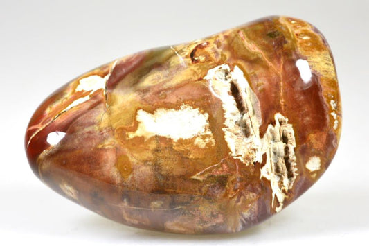 Fossil Wood Pebble Large 9.6cm