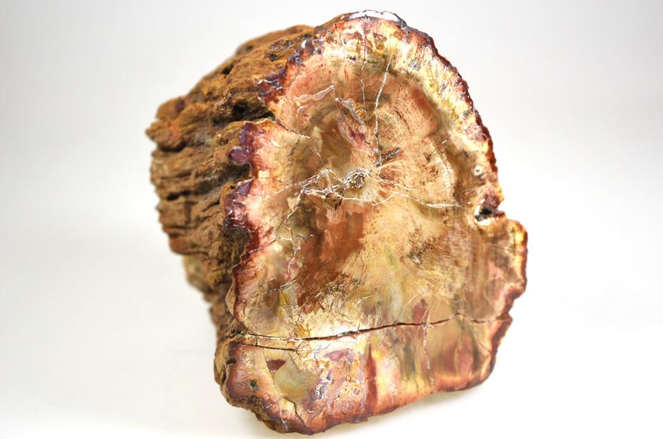 Fossilised Wood Branch Petrified Wood Fossil 9.7cm