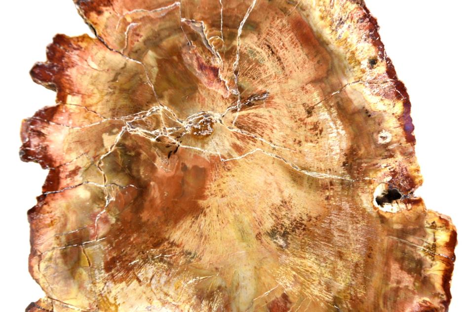 Fossilised Wood Branch Petrified Wood Fossil 9.7cm