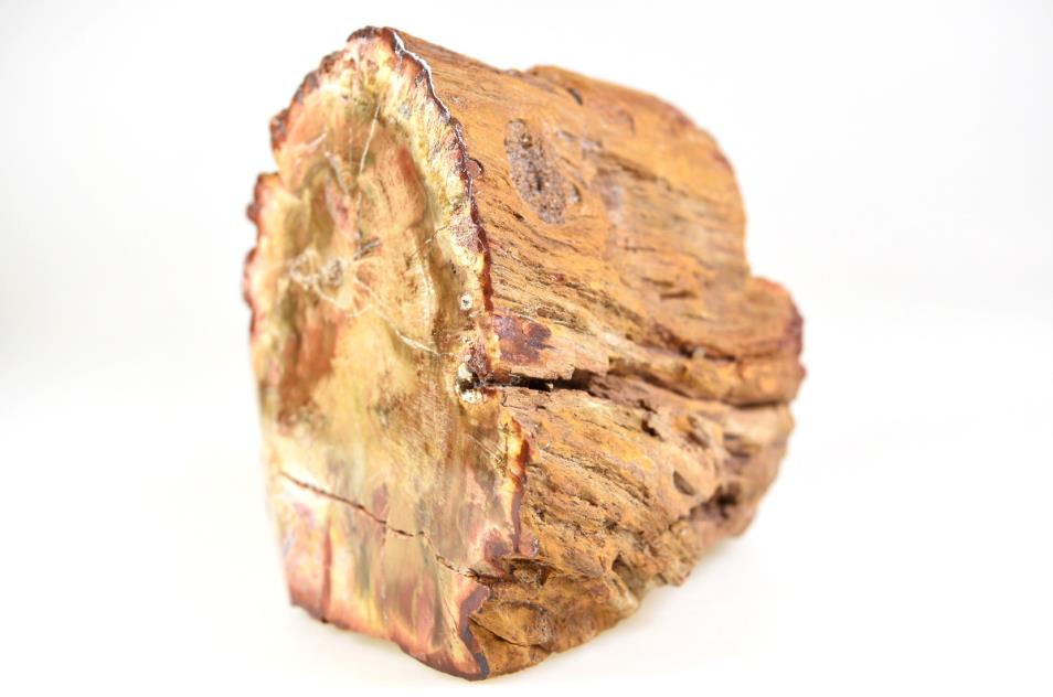 Fossilised Wood Branch Petrified Wood Fossil 9.7cm