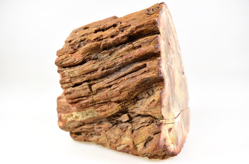 Fossilised Wood Branch Petrified Wood Fossil 9.7cm