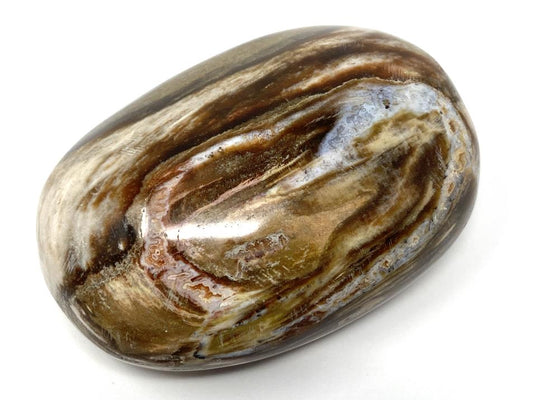 Fossil Wood Pebble 6.9cm