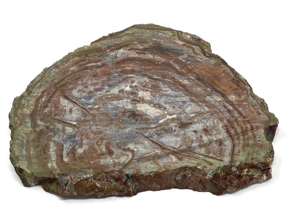 Fossilised Wood Slice Large 25.5cm