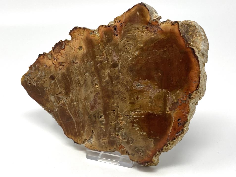 Fossilised Wood Slice 16.7cm