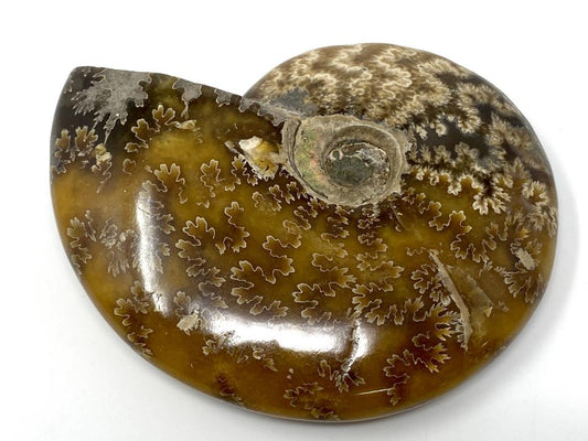 Ammonite Cleoniceras Polished 11cm