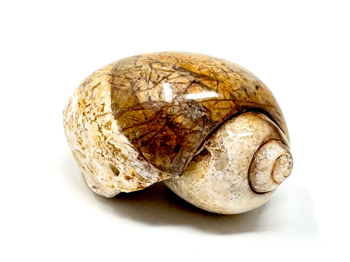 Agatized Gastropod Fossil Polished 5.8cm