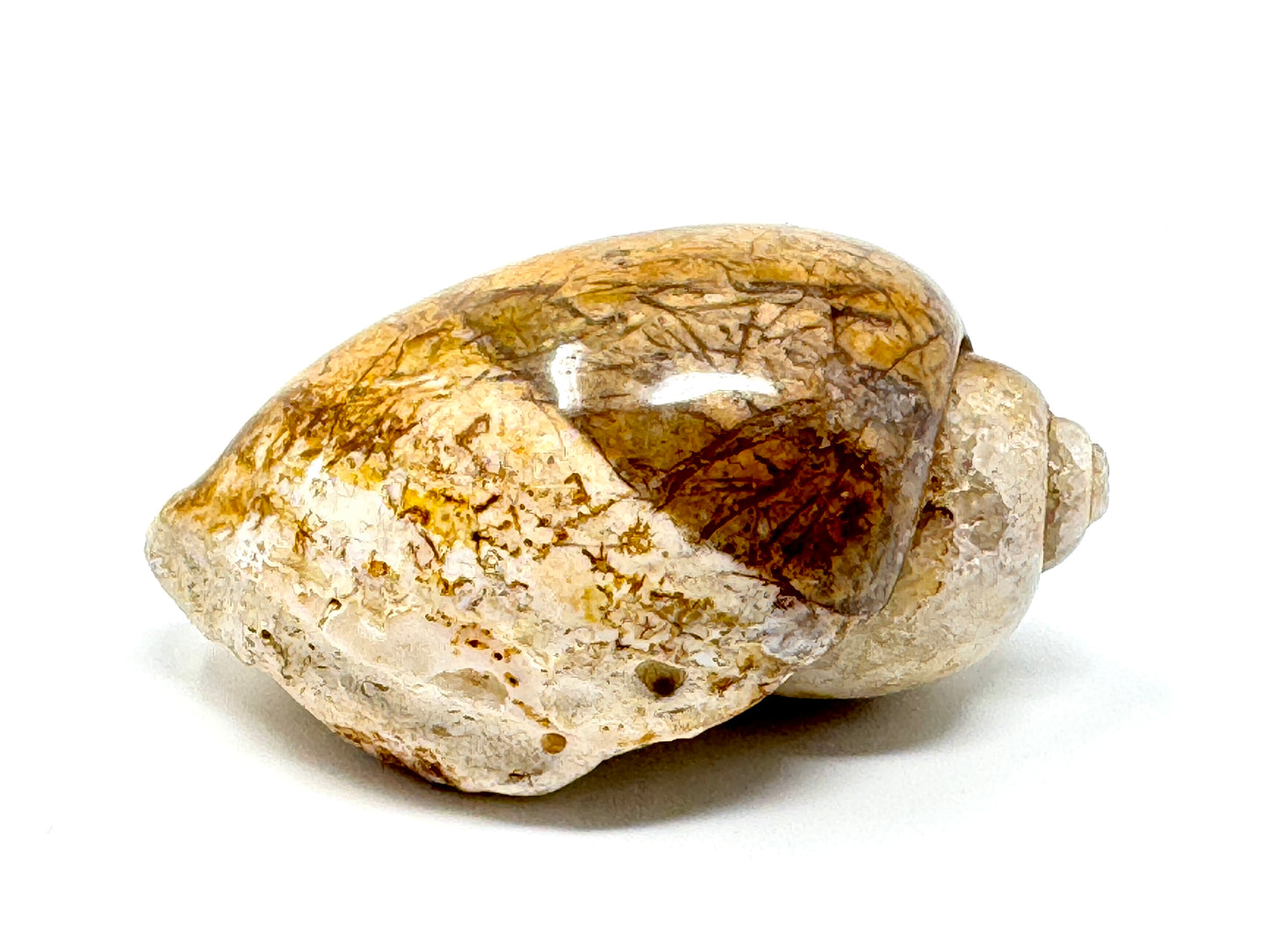 Agatized Gastropod Fossil Polished 5.8cm