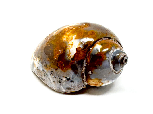 Agatized Gastropod Fossil Polished 5.4cm