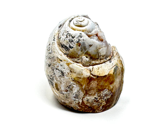 Agatized Gastropod Fossil Polished 4.4cm