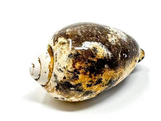 Agatized Gastropod Fossil Polished 4.7cm