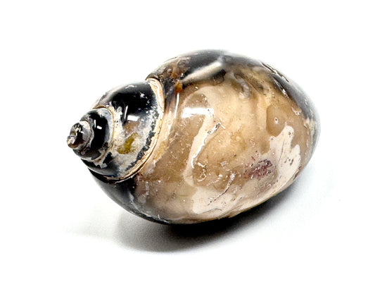 Agatized Gastropod Fossil Polished 5.1cm