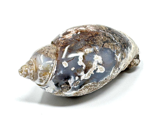 Agatized Gastropod Fossil Polished 6.3cm