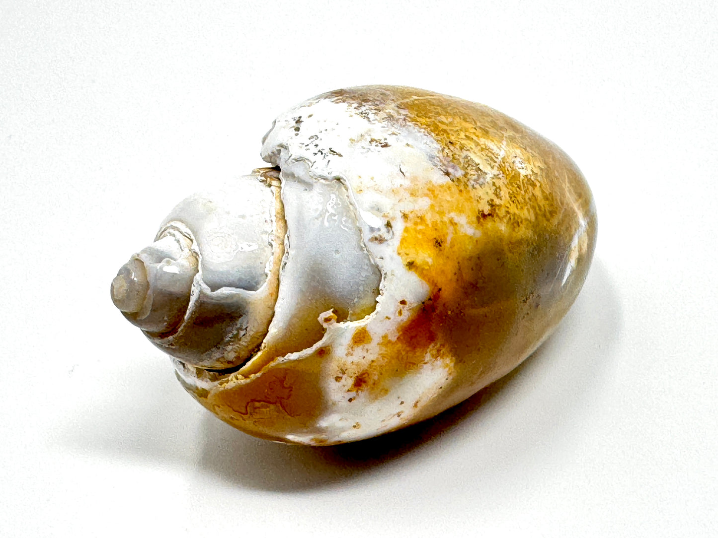 Agatized Gastropod Fossil Polished 5.6cm