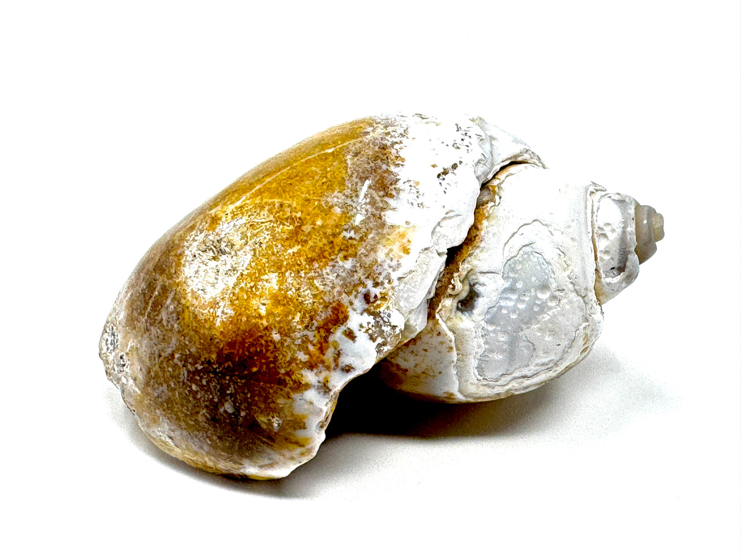 Agatized Gastropod Fossil Polished 5.6cm