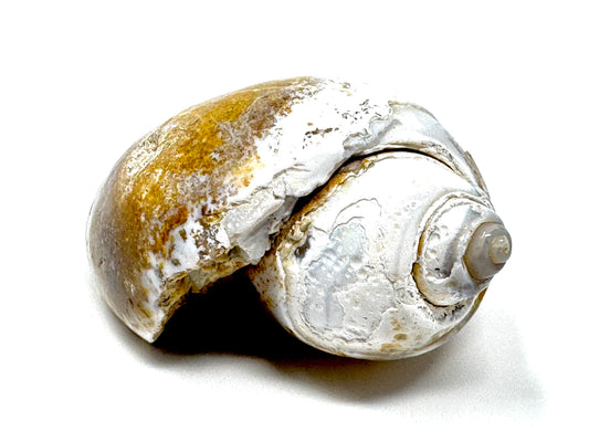 Agatized Gastropod Fossil Polished 5.6cm