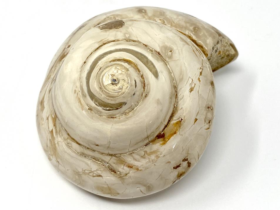 Polished Gastropod Fossil 7.4cm