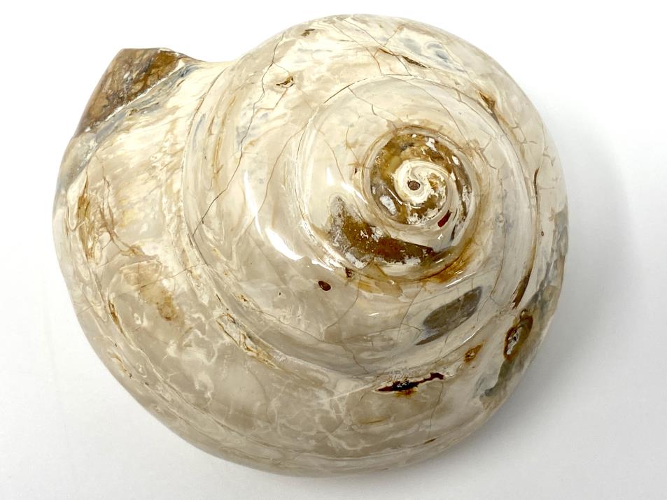 Polished Gastropod Fossil 7.5cm