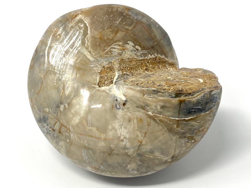 Polished Gastropod Fossil 8.7cm