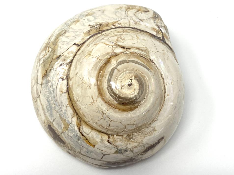 Polished Gastropod Fossil 7.2cm