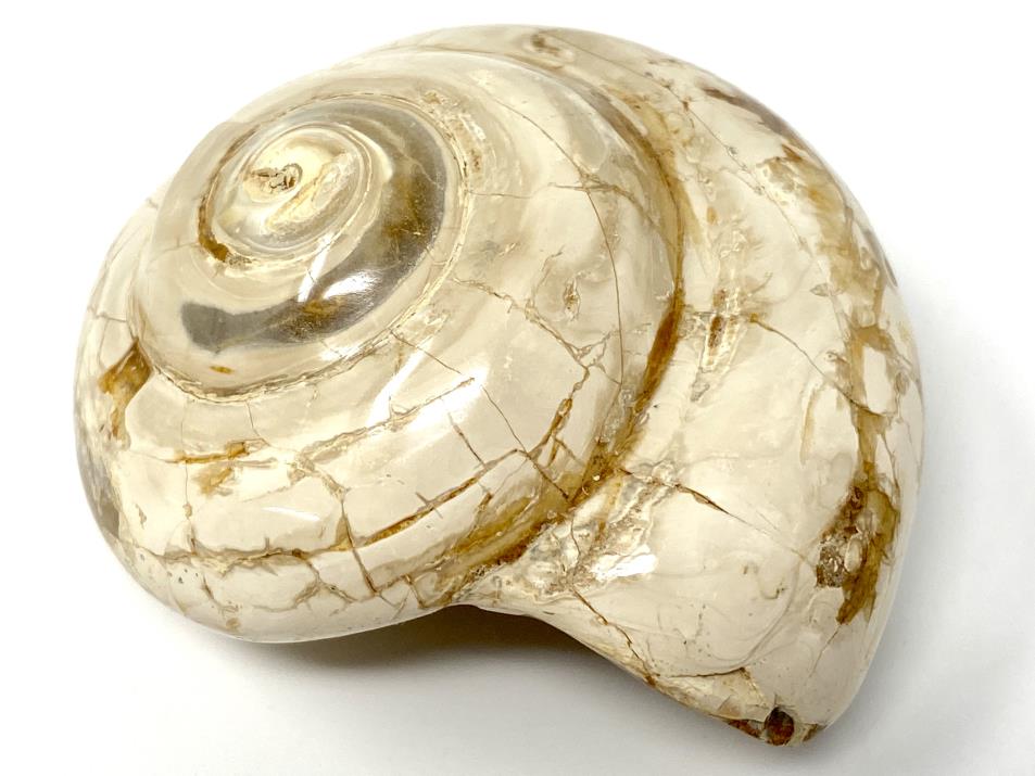 Polished Gastropod Fossil 5.9cm