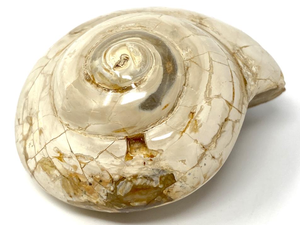 Polished Gastropod Fossil 5.9cm