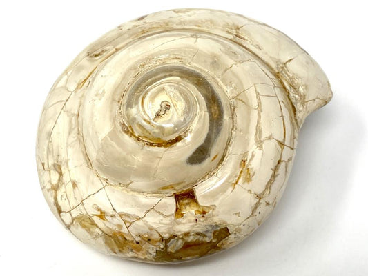 Polished Gastropod Fossil 5.9cm