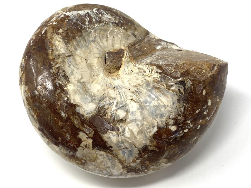 Polished Gastropod Fossil 7.2cm