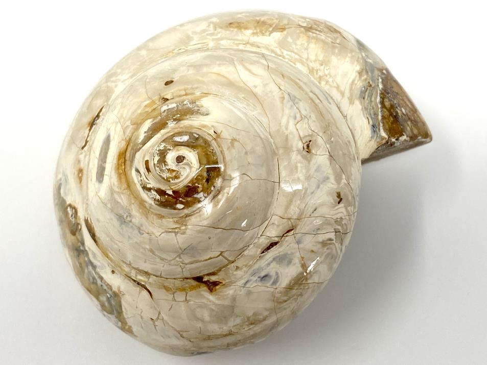 Polished Gastropod Fossil 7.5cm