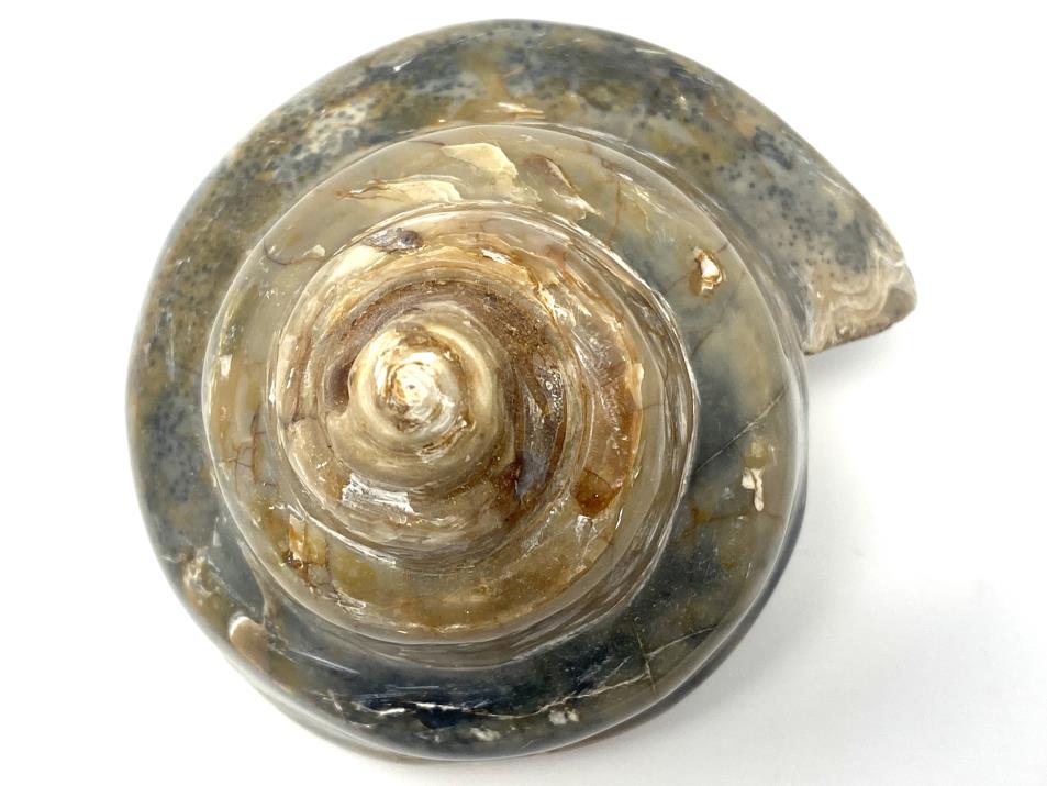 Polished Gastropod Fossil 8.7cm