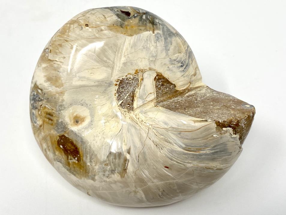 Polished Gastropod Fossil 7.5cm