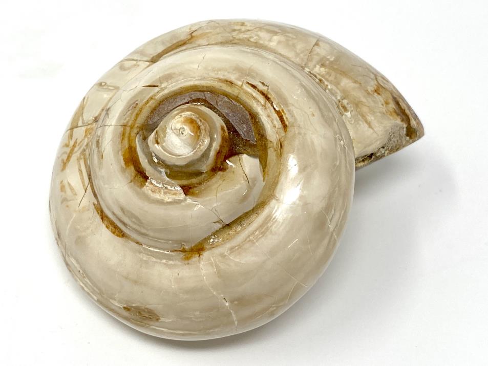 Polished Gastropod Fossil 7.2cm