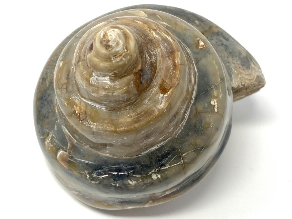 Polished Gastropod Fossil 8.7cm