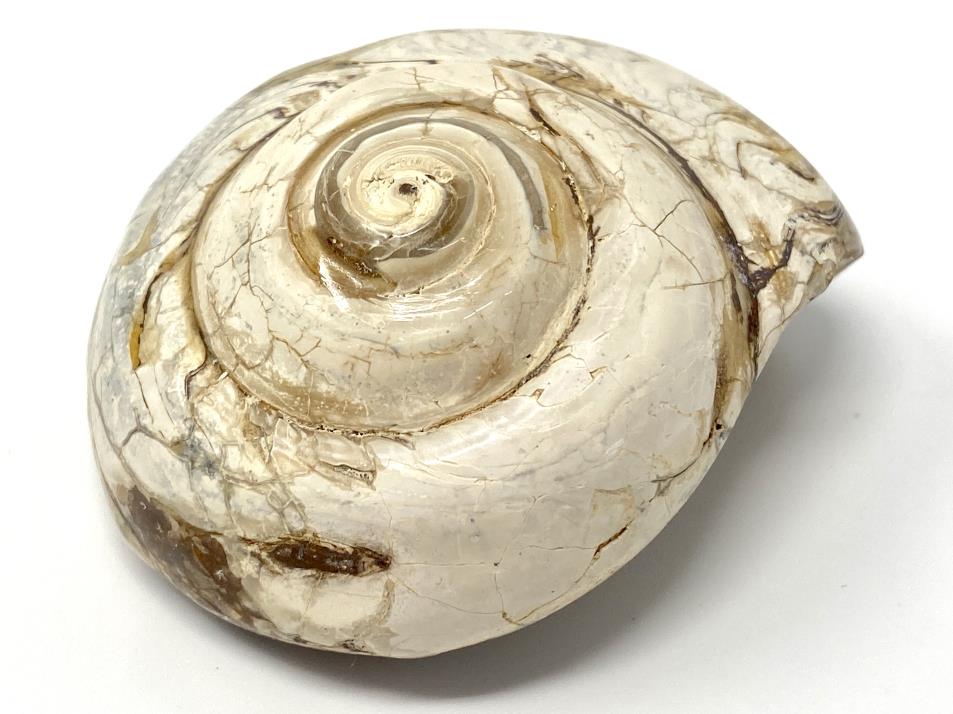 Polished Gastropod Fossil 7.2cm