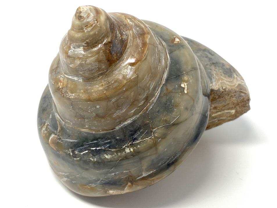 Polished Gastropod Fossil 8.7cm