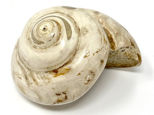 Polished Gastropod Fossil 7.4cm