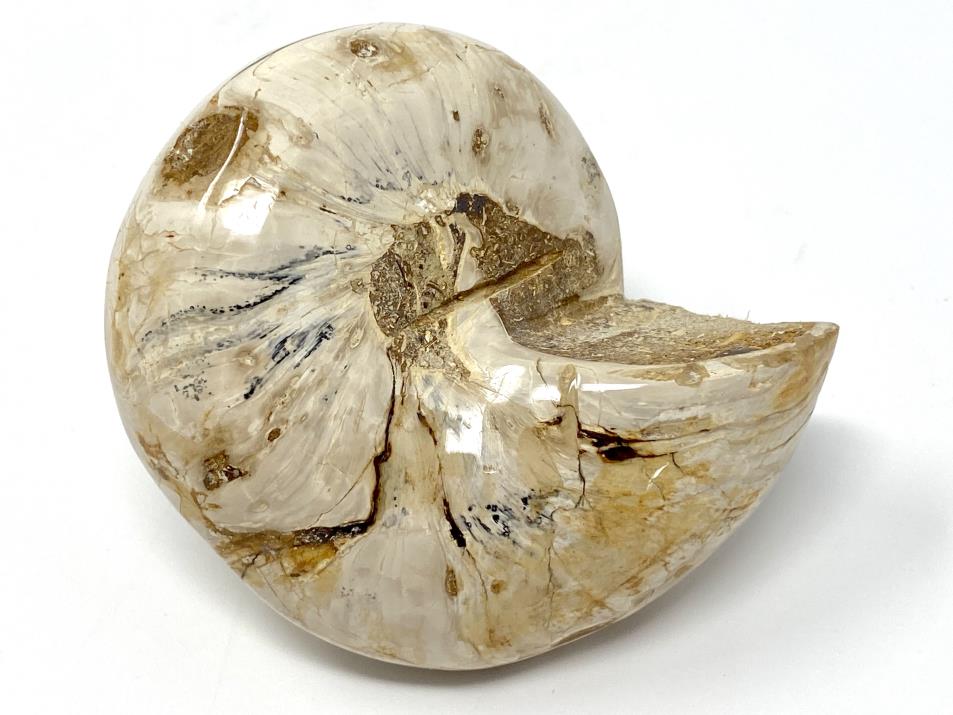 Polished Gastropod Fossil 7.4cm