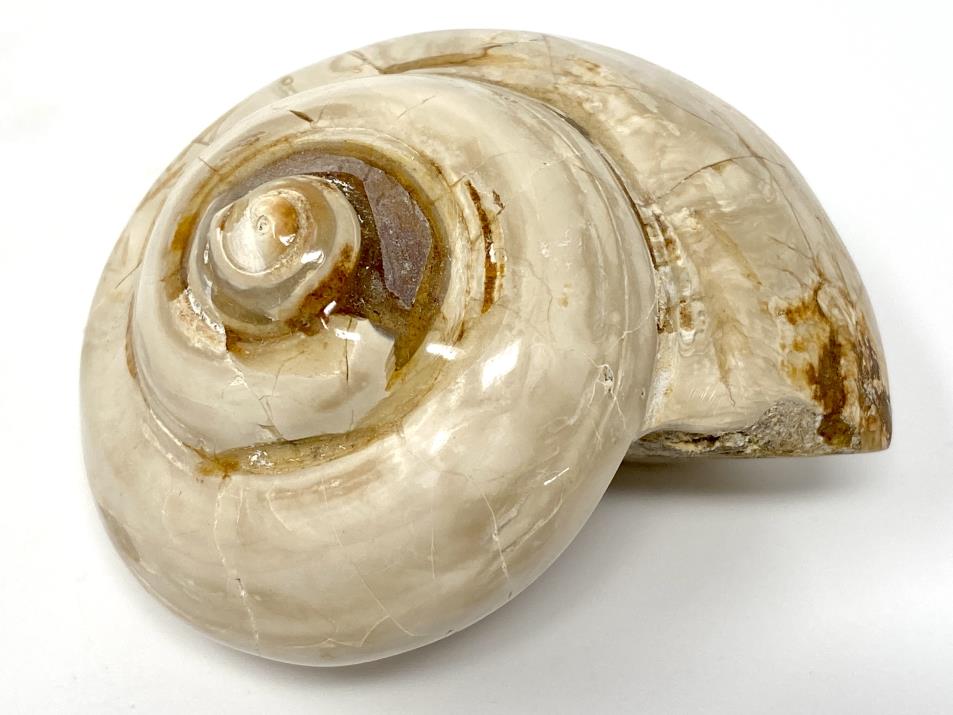 Polished Gastropod Fossil 7.2cm