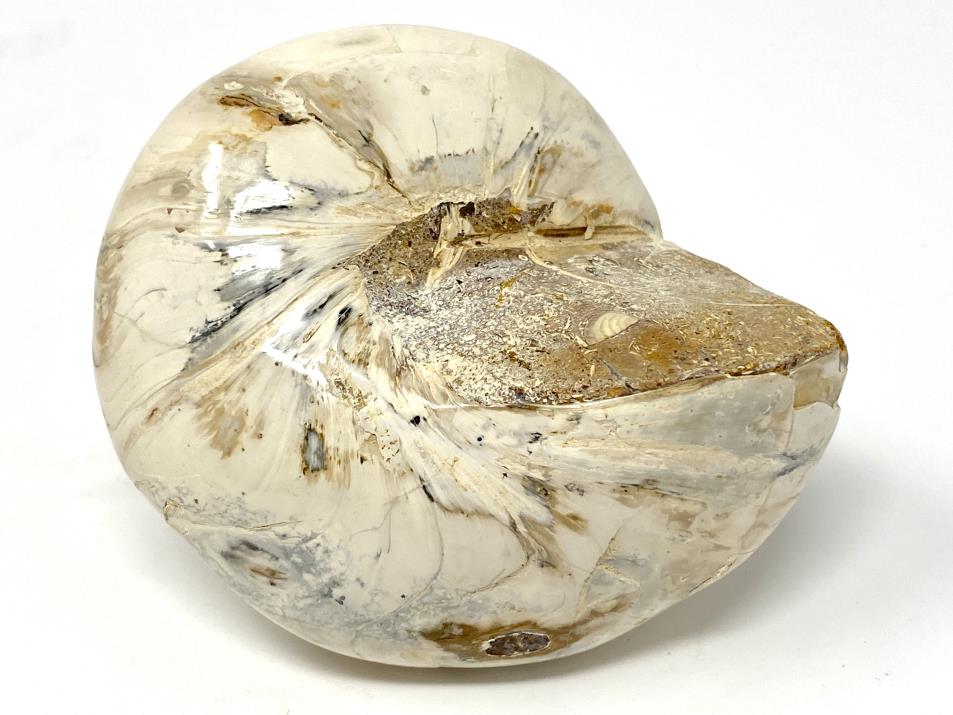 Polished Gastropod Fossil 7.5cm