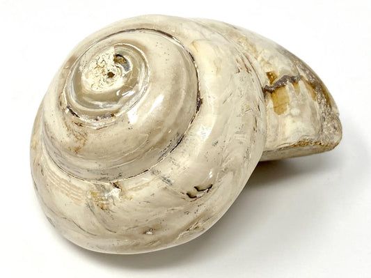 Polished Gastropod Fossil 7.5cm