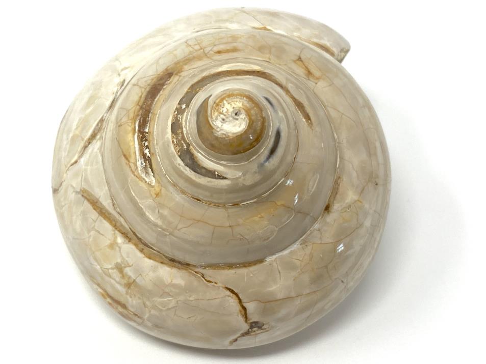 Polished Gastropod Fossil 6.5cm