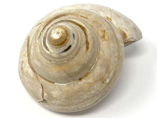 Polished Gastropod Fossil 6.5cm