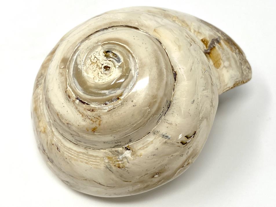 Polished Gastropod Fossil 7.5cm