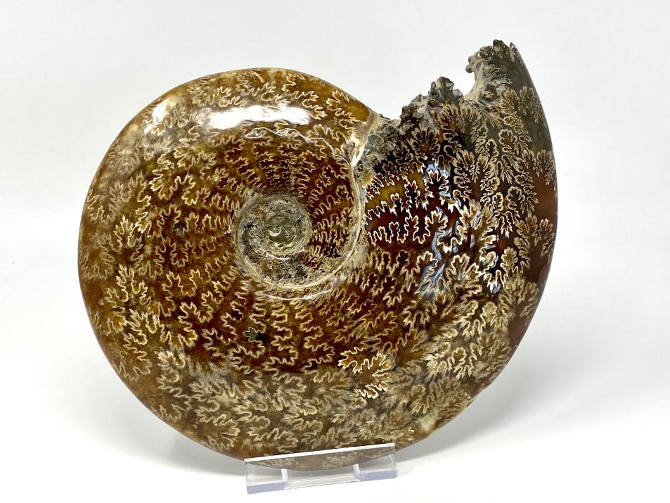 Ammonite Cleoniceras Polished Very Large 26cm